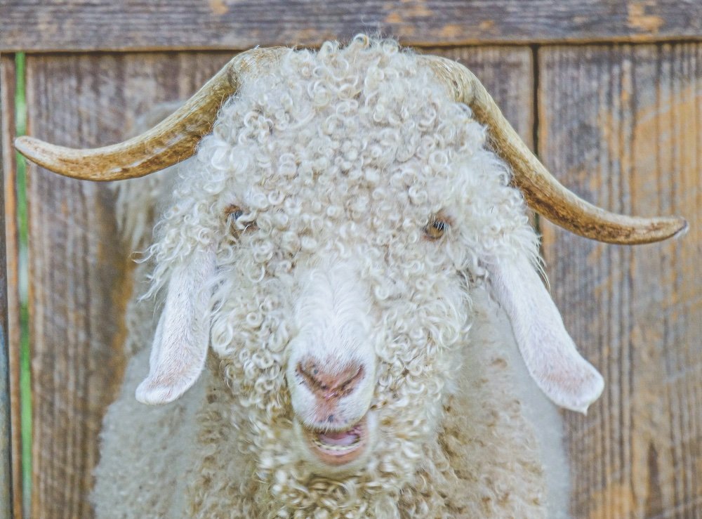 sheep-Revival-356