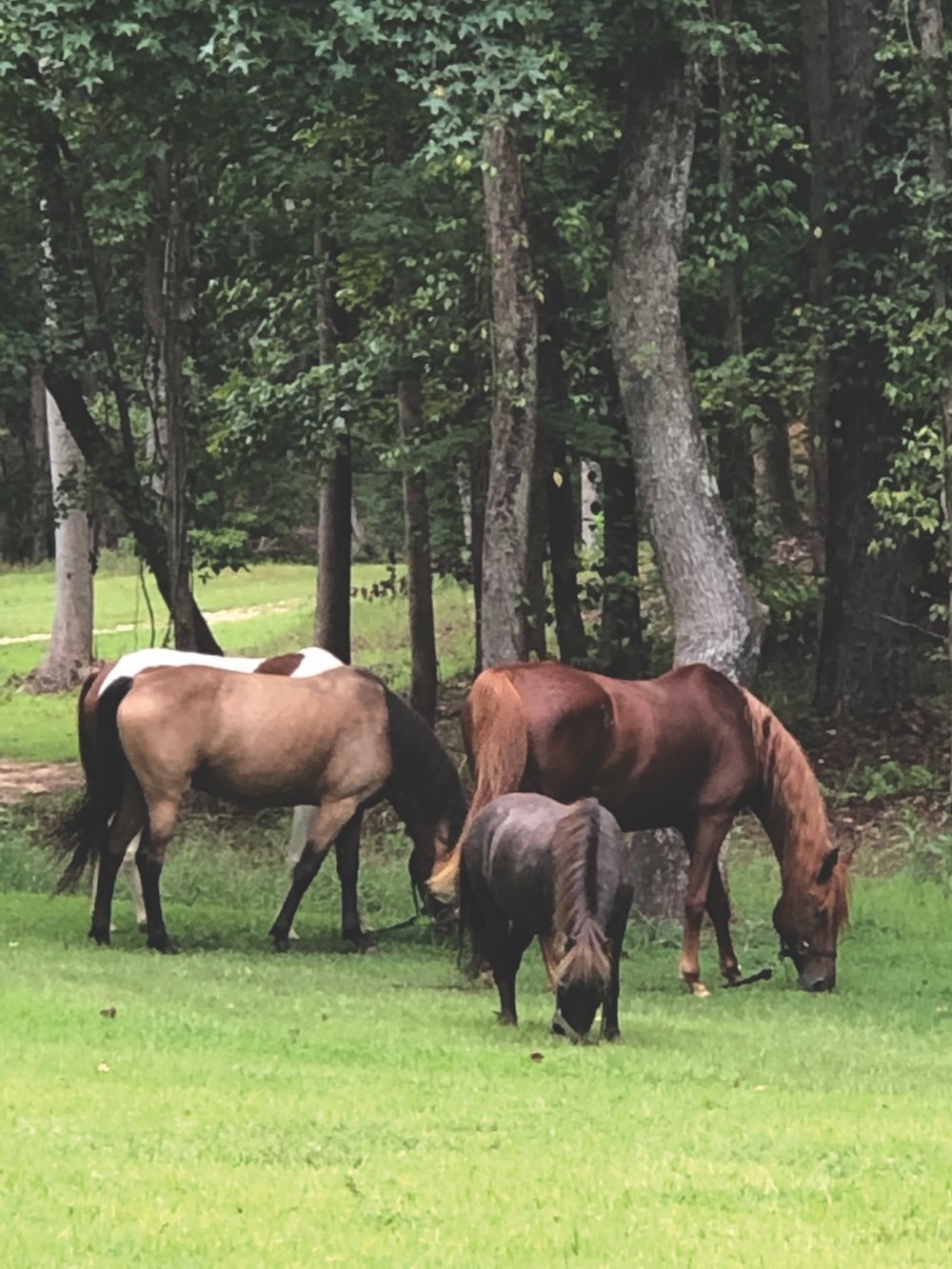 horses-Revival-356
