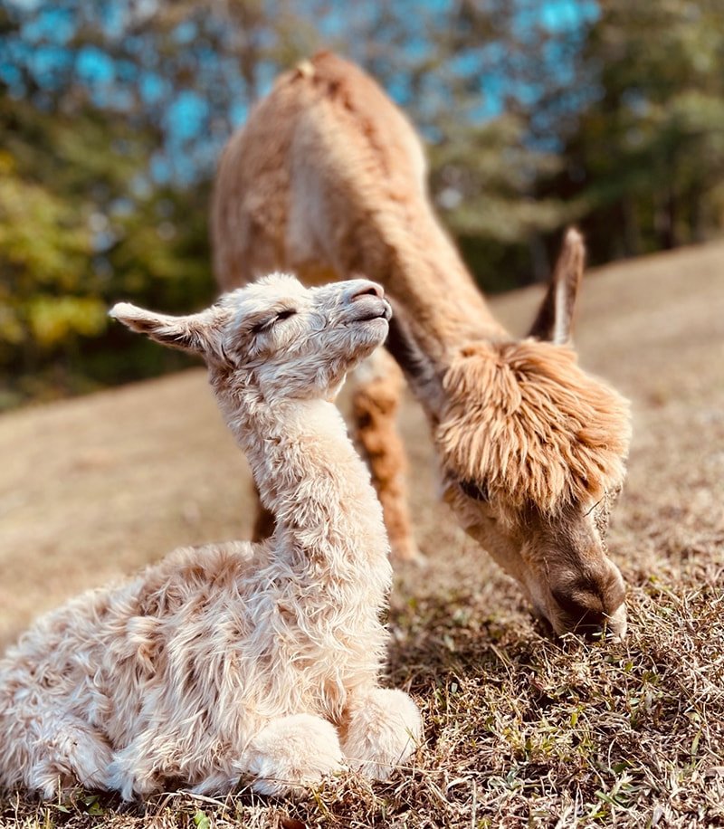 llamas-Revival-356